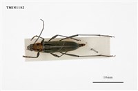 藏品(胸紋刺鬚虎天牛)的圖片
